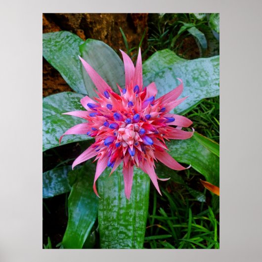 Bromeliad Poster (Voorkant)