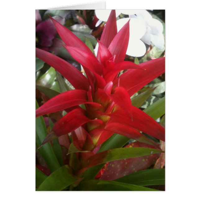 Bromeliad, rood (Voorkant)