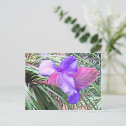 Bromeliades van Costa Rica Briefkaart (Staand voorkant)