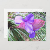 Bromeliades van Costa Rica Briefkaart (Voorkant / Achterkant)