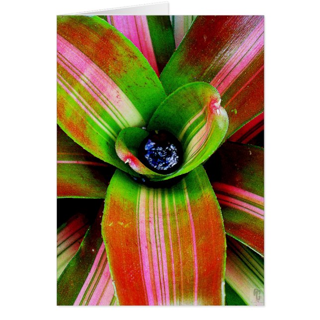 Bromeliahart (Voorkant)