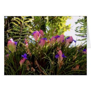 Bromelière de Quill Rose