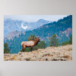 Brommende edelhertenstier (Cervus Elephus) Poster