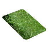 Bromus tectorum magneet (Rechterzijde)