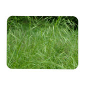 Bromus tectorum magneet (Horizontaal)