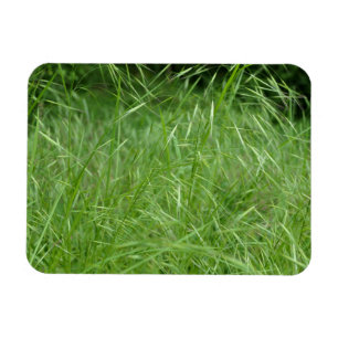 Bromus tectorum magneet