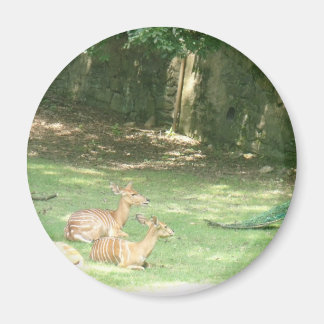 Bronx Zoo Afbeelding Magneet