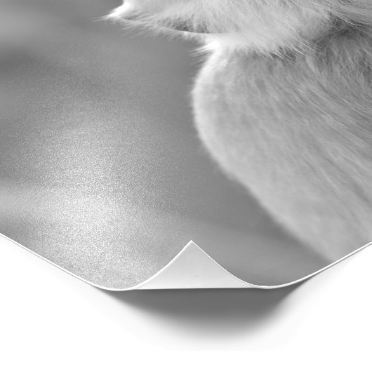 Bronzage Gris Langur Singe - Impression photo (Coin)