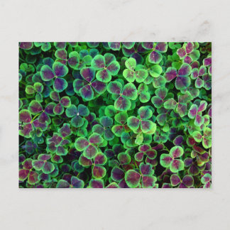 BRONZE NEDERCH CLOVER BRIEFKAART