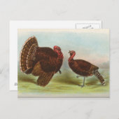 Bronze Turkeys Briefkaart (Voorkant / Achterkant)