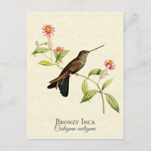 Bronzy Inca Hummingbird Art Briefkaart