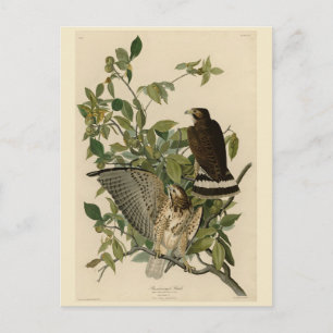 Broodwinged Hawk van de Amerikaanse vogels van Aud Briefkaart