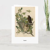 Broodwinged Hawk van de Amerikaanse vogels van Aud Kaart (Achterkant)