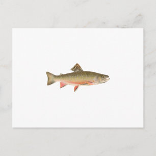 Brook Trout Art Briefkaart