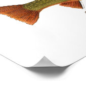 Brook Trout Art Poster (Hoek)
