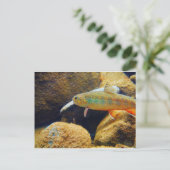 Brook Trout Briefkaart (Staand voorkant)