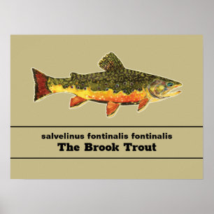 Brook Trout Fly Fishing Latijnse Name Ichthyology Poster