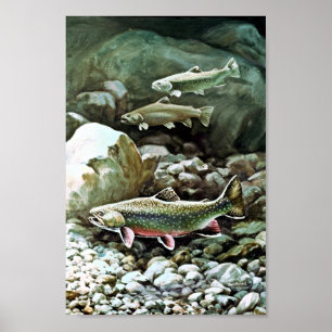 Brook Trout Poster