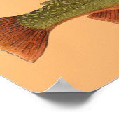 Brook Trout Poster (Hoek)
