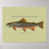 Brook Trout Vist Poster (Voorkant)