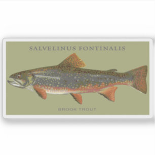 Brook Trout Vist Sticker