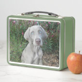 Brooklyn the Weimaraner Dog (In situ)