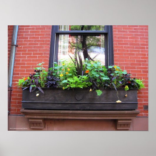 Brooklyn Window Poster (Voorkant)