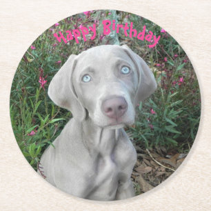 Brooklyn's Birthday Garden Party - Weimaraner Dog Ronde Kartonnen Onderzetter