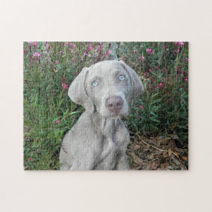 Brooklyn's Garden Party - Weimaraner Dog   Legpuzzel