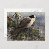 Brooks' Gray Jay in pine Briefkaart (Voorkant / Achterkant)