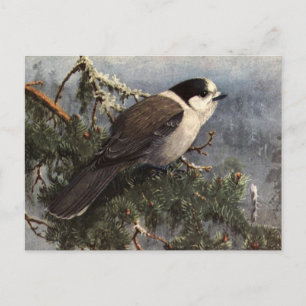 Brooks' Gray Jay in pine Briefkaart