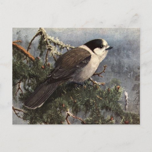 Brooks' Gray Jay in pine Briefkaart (Voorkant)