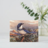 Brooks' Westerne Scrub-Jay Briefkaart (Staand voorkant)
