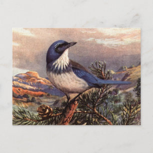 Brooks' Westerne Scrub-Jay Briefkaart