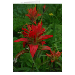 Brosse à peinture indienne