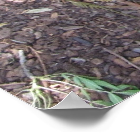 Brosse tes dents Rottweiler Poster de chiot (Coin)