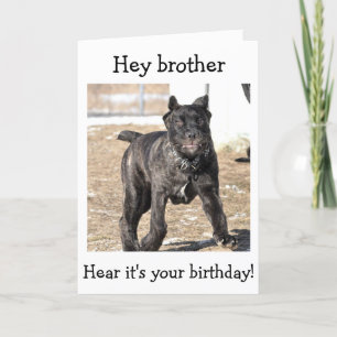 BROTHER-ITALIAANSE CANE CORSO-"HAPPY BIRTHDAY VOOR KAART