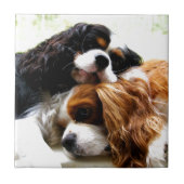 Brothers Cavaliers Tegeltje (Voorkant)