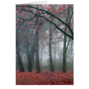 Brouillard dans la forêt d'automne avec le feuille
