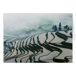 Brouillard de matin au-dessus des gisements de riz