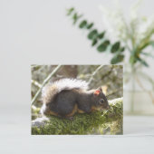 Brouillé sur la carte postale de membre d'arbre (Debout devant)
