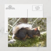 Brouillé sur la carte postale de membre d'arbre (Devant / Derrière)