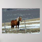 Brouillon Belge En Paddock Poster (Devant)