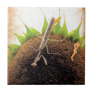 Brouwen voor zonneschijn tegeltje