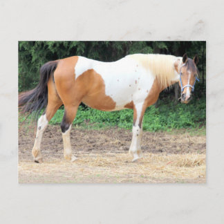 Brown And White Horse With A Light Blue Bridle Briefkaart