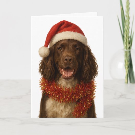 Brown and white Sprocker Spaniel Christmas card Kaart (Voorkant)
