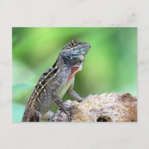 Brown Anole Lizard Briefkaart
