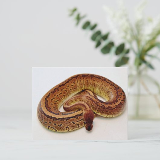 Brown Ball Python Briefkaart (Staand voorkant)