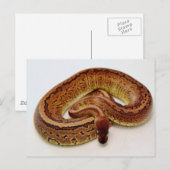 Brown Ball Python Briefkaart (Voorkant / Achterkant)