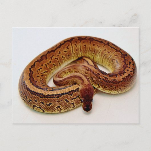 Brown Ball Python Briefkaart (Voorkant)